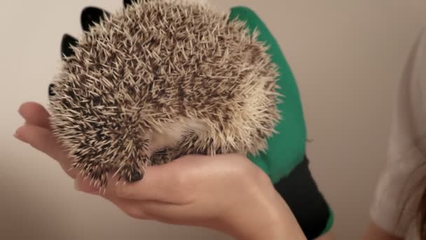 Een man houdt een egel huisdier in zijn handen. — Stockvideo