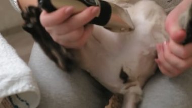 Kedi kılı bakımı. Hayvan bakımı