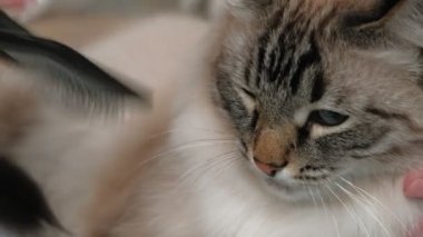 Kedi kılı bakımı. Hayvan bakımı