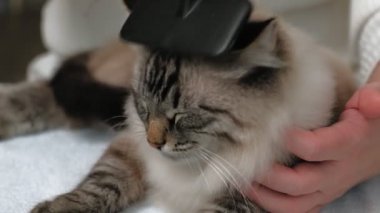 Kedi kılı bakımı. Hayvan bakımı