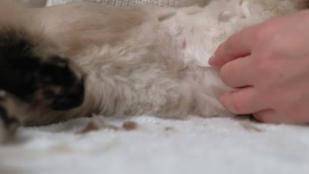 Cuidado com o cabelo de gato. Cuidados com animais — Vídeo de Stock