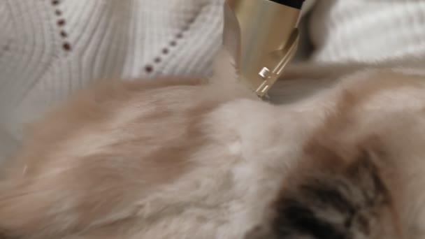 Cuidado del pelo de gato. Cuidado de mascotas — Vídeo de stock