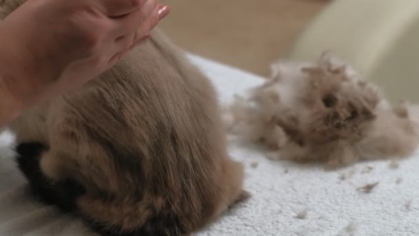 Cuidado com o cabelo de gato. Cuidados com animais — Vídeo de Stock