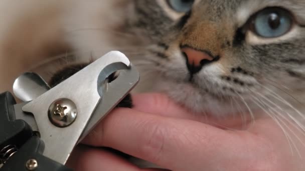 애완 동물 관리. Claw cut — 비디오