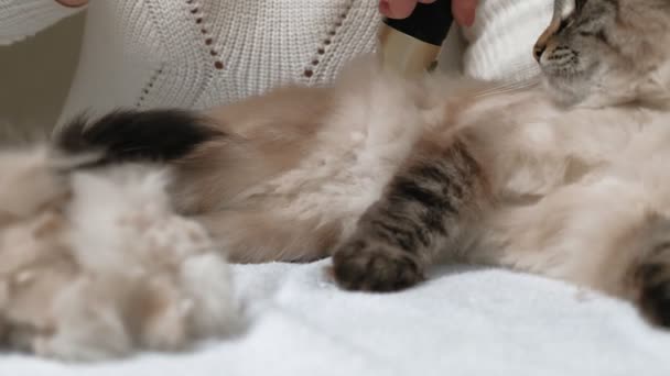 Cuidado com o cabelo de gato. Cuidados com animais — Vídeo de Stock