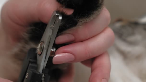 Cuidado de mascotas. Garra cortada — Vídeo de stock