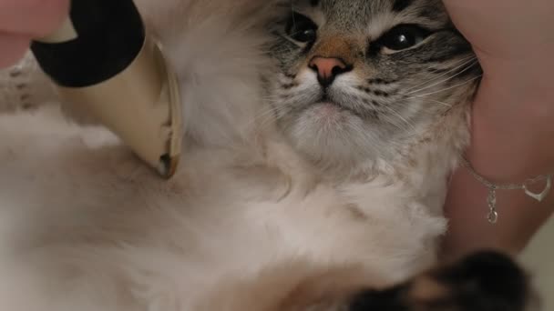 Soins des poils de chat. Soins des animaux 