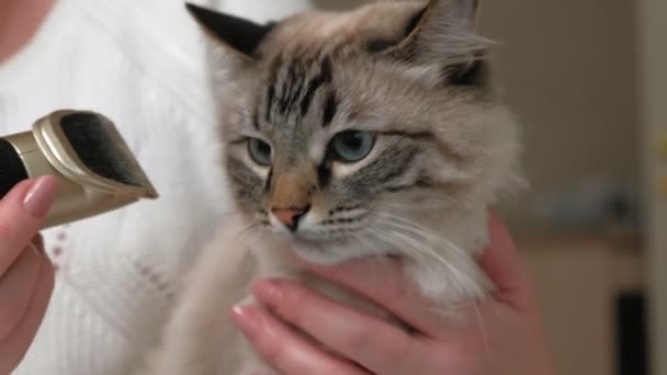 Cuidado del pelo de gato. Cuidado de mascotas — Vídeo de stock