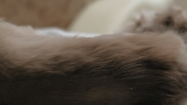 Cura dei capelli dei gatti. Cura degli animali — Video Stock