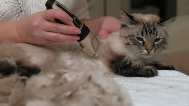 Cuidado del pelo de gato. Cuidado de mascotas — Vídeos de Stock