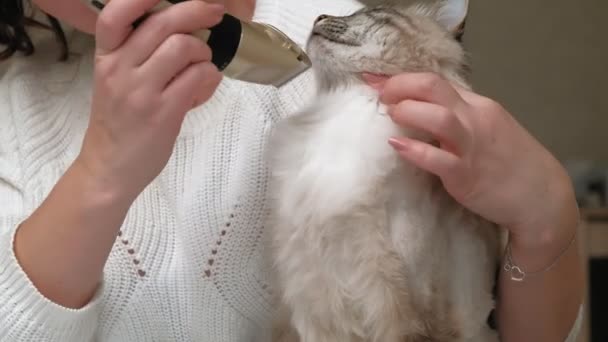 Cuidado com o cabelo de gato. Cuidados com animais — Vídeo de Stock