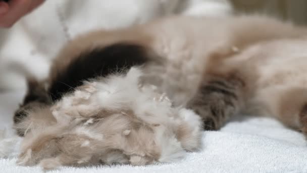 猫毛护理。宠物狗护理 — 图库视频影像