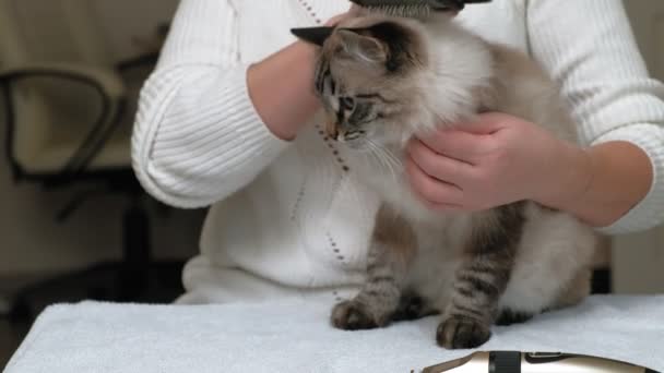 Cuidado del pelo de gato. Cuidado de mascotas — Vídeo de stock