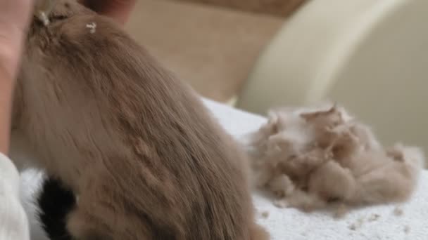 Cuidado del pelo de gato. Cuidado de mascotas — Vídeos de Stock