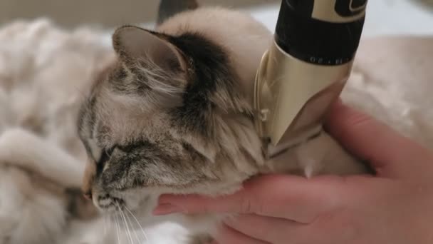 Cura dei capelli dei gatti. Cura degli animali — Video Stock