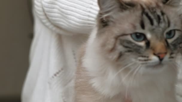 고양이 털 관리. 애완 동물을 돌봄 — 비디오