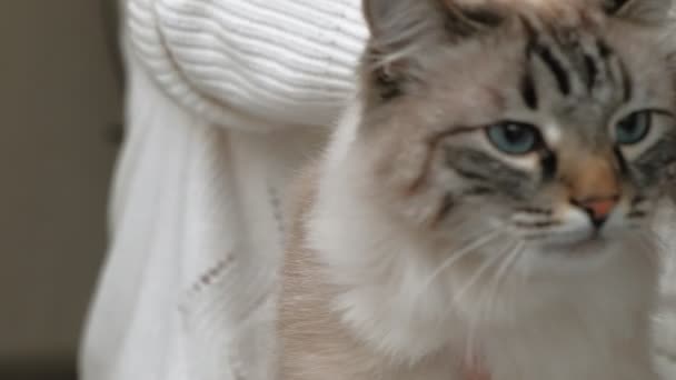 Soins des poils de chat. Soins des animaux 