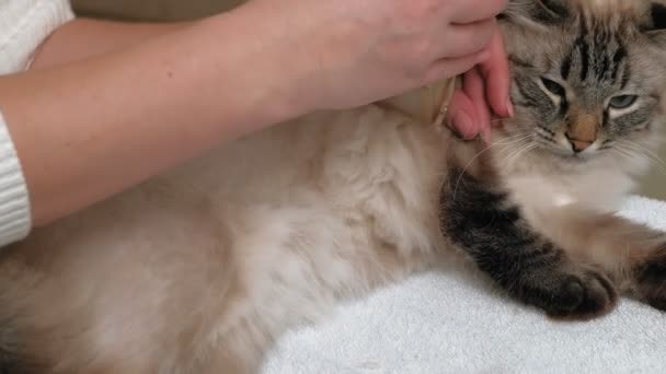 Kattenhaar verzorging. Huisdierverzorging — Stockvideo