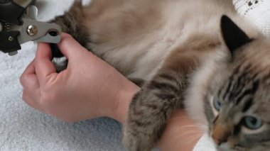 Hayvan bakımı. Pençe kesimi
