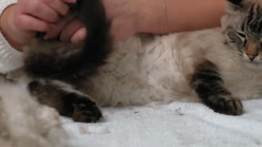 Kedi kılı bakımı. Hayvan bakımı
