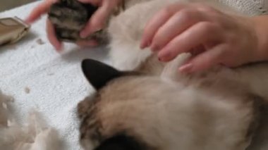 Kedi kılı bakımı. Hayvan bakımı