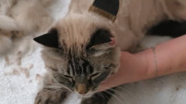 Kedi kılı bakımı. Hayvan bakımı