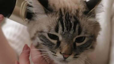 Kedi kılı bakımı. Hayvan bakımı