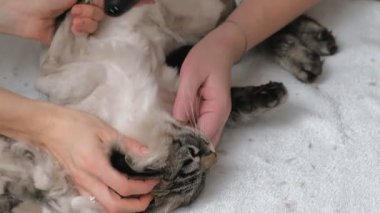 Kedi kılı bakımı. Hayvan bakımı