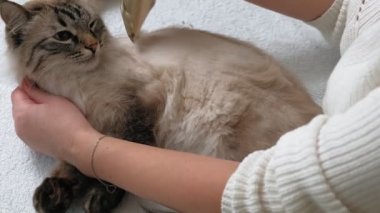 Kedi kılı bakımı. Hayvan bakımı