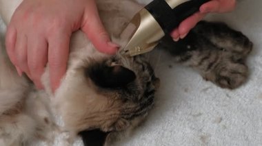 Kedi kılı bakımı. Hayvan bakımı