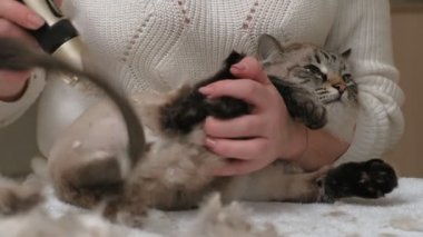 Kedi kılı bakımı. Hayvan bakımı