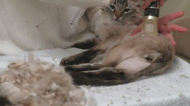 Kedi kılı bakımı. Hayvan bakımı