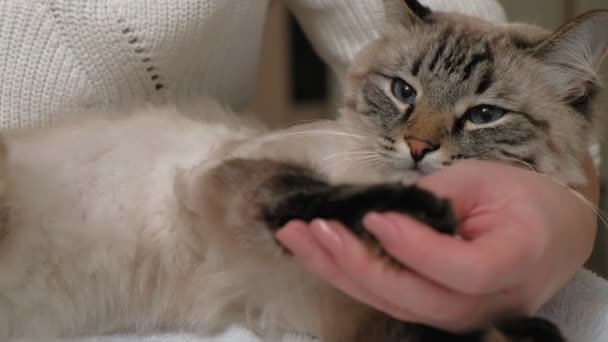 Φροντίδα μαλλιών γάτας. Φροντίδα ζώων — Αρχείο Βίντεο