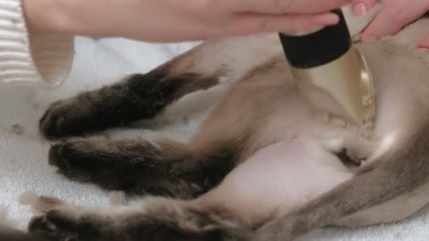 Cura dei capelli dei gatti. Cura degli animali — Video Stock