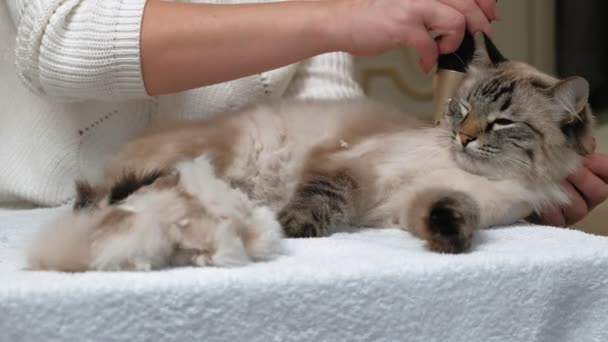 Kattenhaar verzorging. Huisdierverzorging — Stockvideo