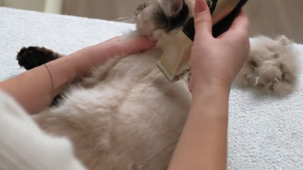 Cuidado com o cabelo de gato. Cuidados com animais — Vídeo de Stock