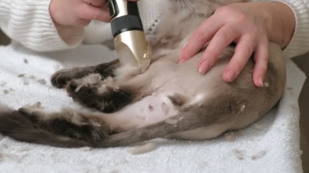 Perawatan rambut kucing. Pet perawatan — Stok Video