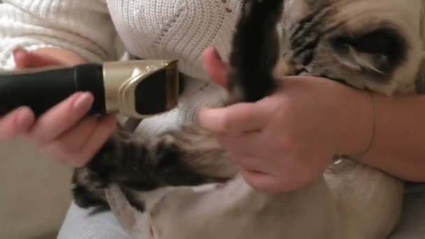 Katt hårvård. Djurvård — Stockvideo