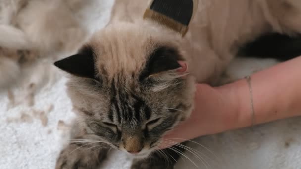 Kattenhaar verzorging. Huisdierverzorging — Stockvideo