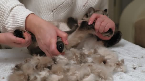 Cura dei capelli dei gatti. Cura degli animali — Video Stock