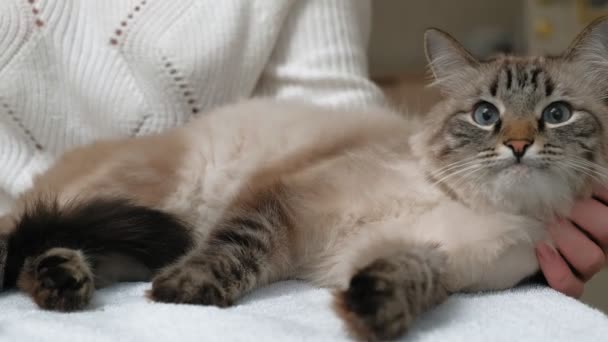 Cuidado del pelo de gato. Cuidado de mascotas — Vídeos de Stock