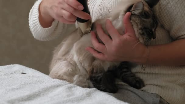 Kattenhaar verzorging. Huisdierverzorging — Stockvideo