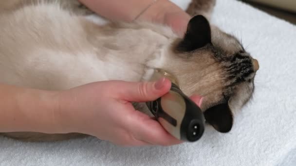 Cuidado del pelo de gato. Cuidado de mascotas — Vídeo de stock