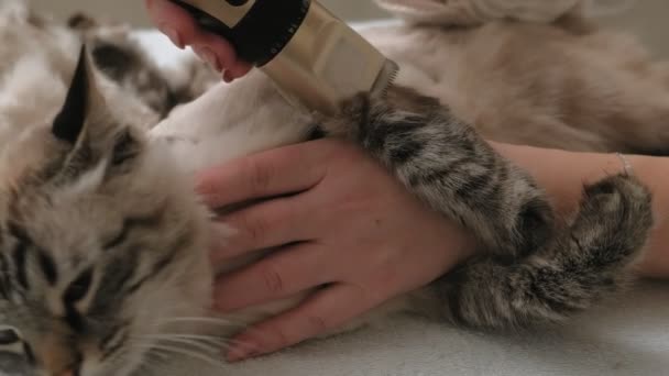 Догляд за котячим волоссям. Догляд за тваринами — стокове відео