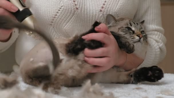 Kattenhaar verzorging. Huisdierverzorging — Stockvideo