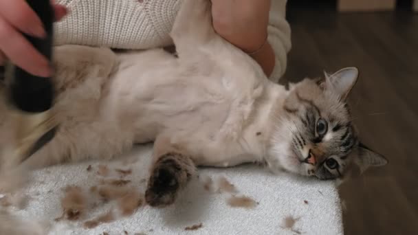 Kattenhaar verzorging. Huisdierverzorging — Stockvideo