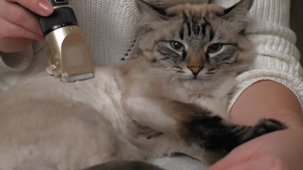 Kattenhaar verzorging. Huisdierverzorging — Stockvideo