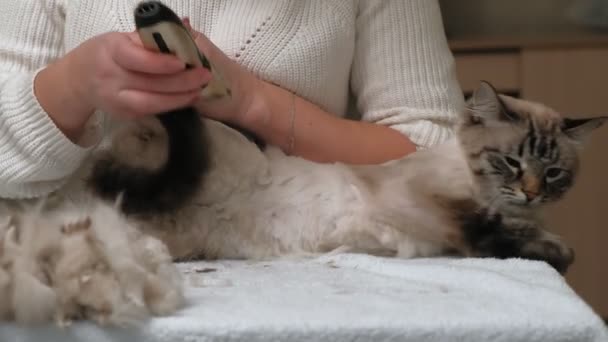 Katt hårvård. Djurvård — Stockvideo