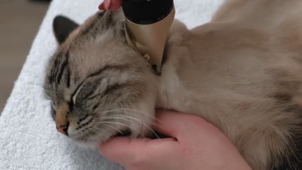 고양이 털 관리. 애완 동물을 돌봄 — 비디오