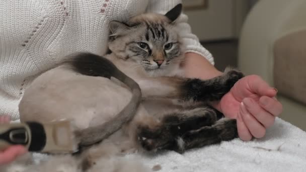 Cuidado del pelo de gato. Cuidado de mascotas — Vídeos de Stock